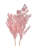 Dried Pink Ming Fern Pink