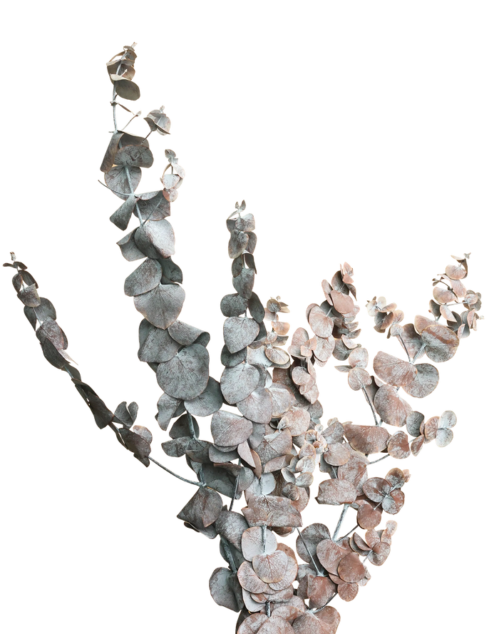 Dried Rusty Brown Silver Dollar