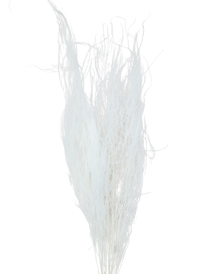 Dried White  Pampas
