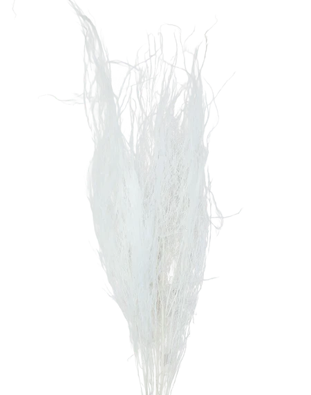 Dried White  Pampas
