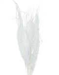 Dried White  Pampas