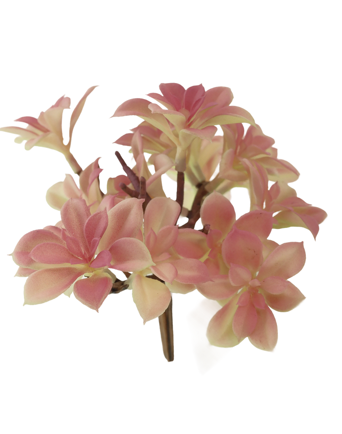 Dusty Mauve Succulent