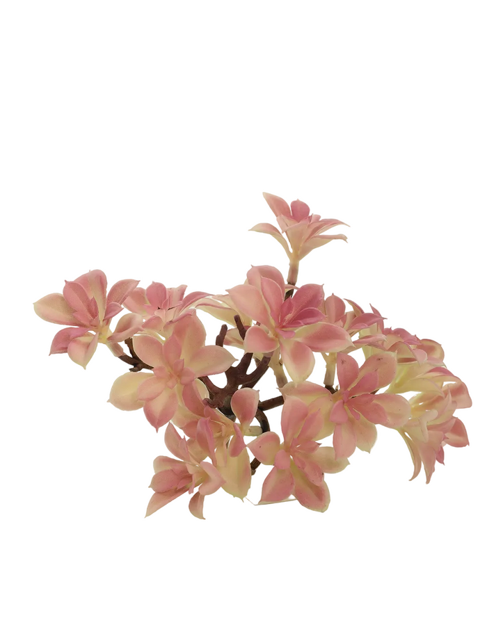 Dusty Mauve Succulent