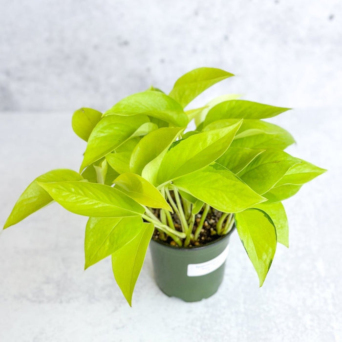 Epipremnum Aureum 'Neon' Pothos four inch green nursery pot