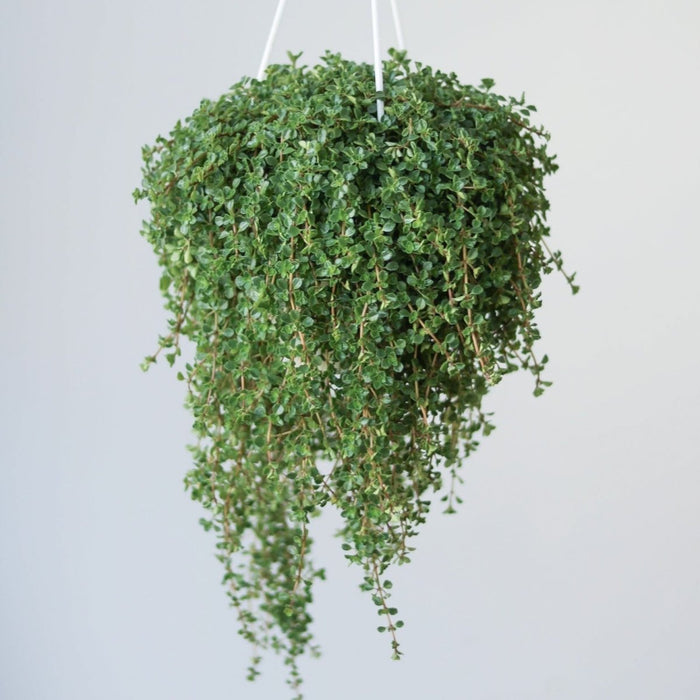 Trailing Pilea depressa ‘Mother of Thousands’ in white hanging basket with lush foliage.