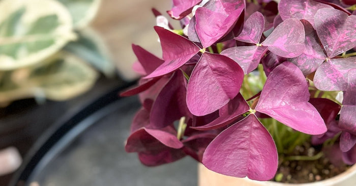 Closeup of Oxalis plant at Ed's Plant Shop, available for purchase with E-Gift Card