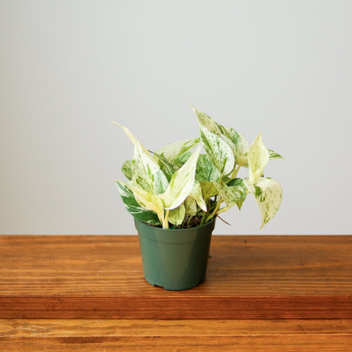 Snow Queen Pothos with white-and-green variegated foliage