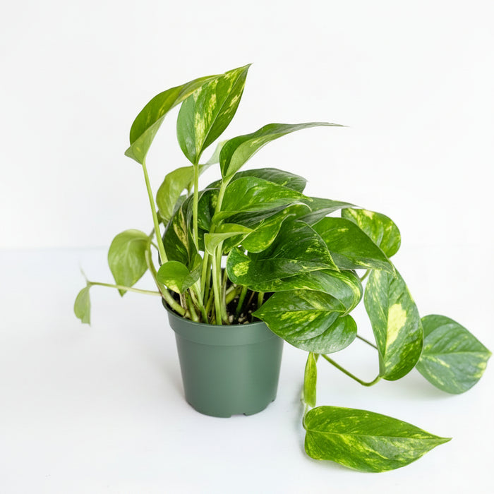 Golden Pothos plant with trailing green and yellow leaves in a green plastic pot on light surface.