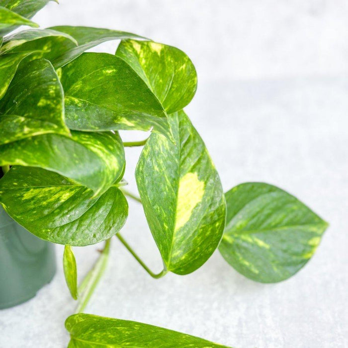 Close-up of Golden Pothos leaves with marbled green and yellow variegation