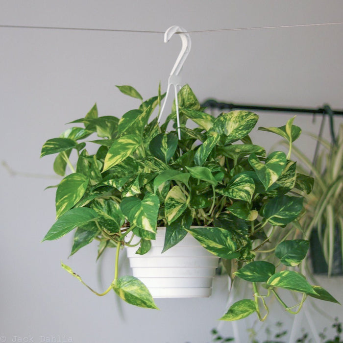 Golden Pothos hanging basket with lush green and yellow variegated foliage indoors.