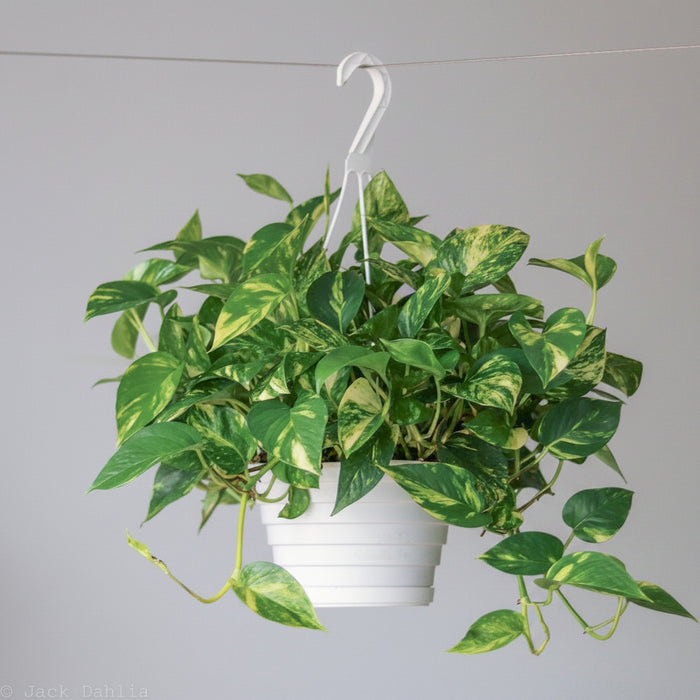 Epipremnum Aureum 'Golden Pothos' Hanging Basket