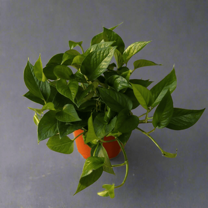 Healthy Jade Pothos houseplant showing new growth and vibrant green leaves