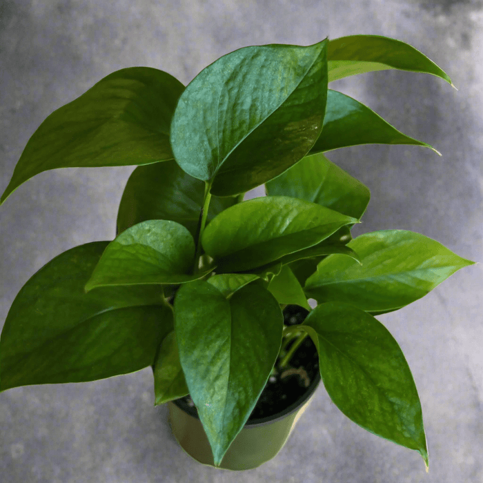 Close-up of Jade Pothos leaves with smooth texture and uniform green color