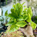 Epipremnum aureum 'Lizard Queen' - Lizard Queen Pothos - 4 Inch - Ed's Plant Shop