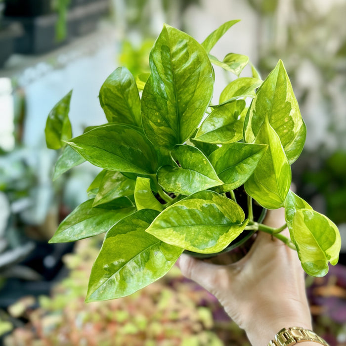 Epipremnum aureum 'Lizard Queen' - Lizard Queen Pothos - 4 Inch - Ed's Plant Shop