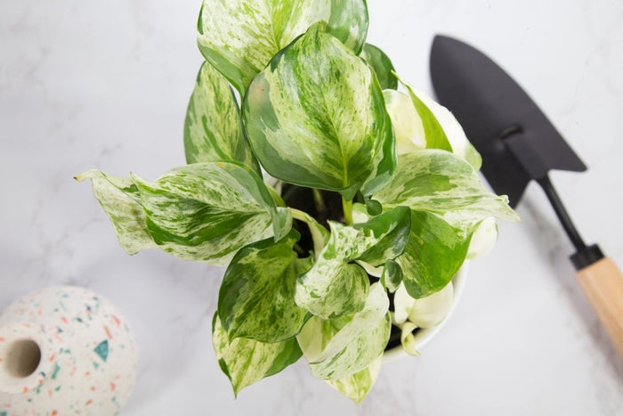 Manjula Pothos - Epipremnum aureum 'Manjula' - 4 Inch - Ed's Plant Shop