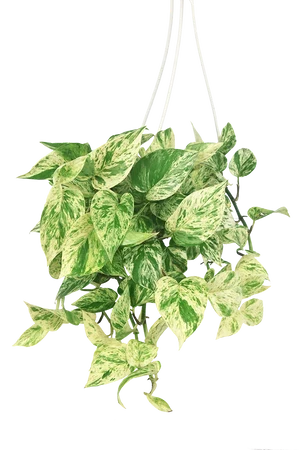 6" Hanging Basket