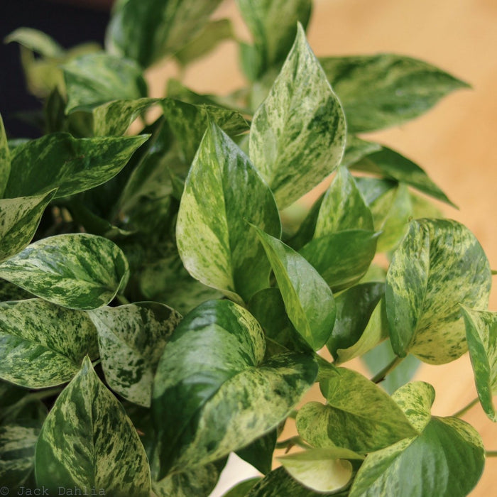 Epipremnum Aureum Marble Queen Pothos closeup of variegated foliage