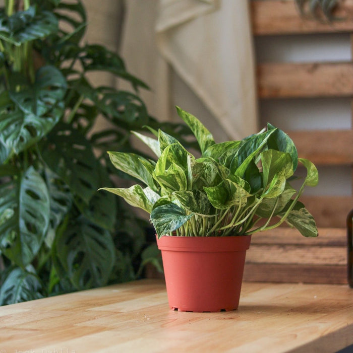 Epipremnum Aureum 'Marble Queen' Pothos - Ed's Plant Shop