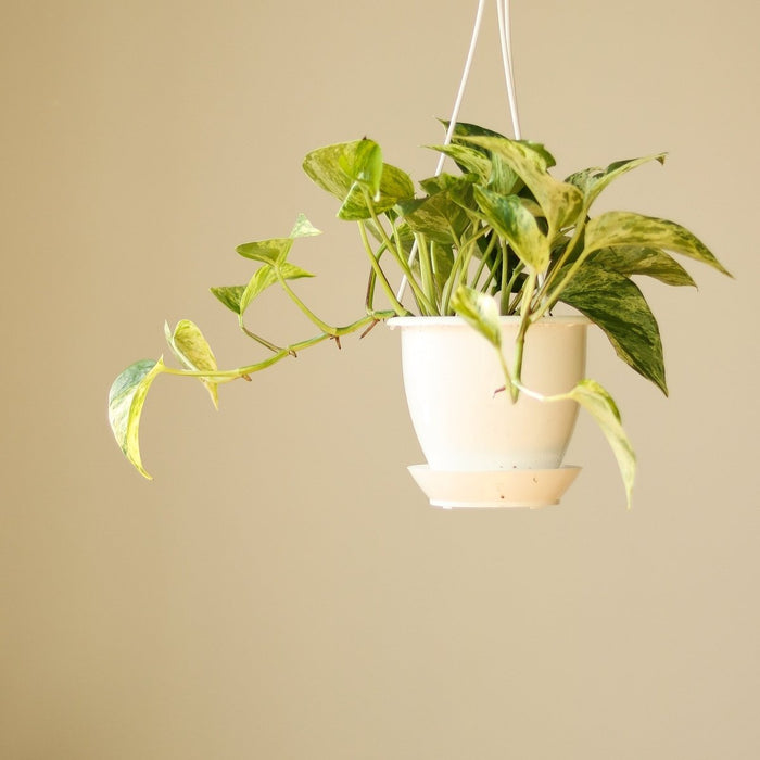 4.5" Hanging Basket
