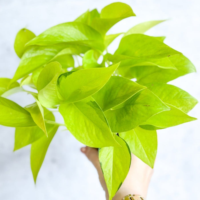 Epipremnum Aureum 'Neon' Pothos closeup of bright yellow and green leaves