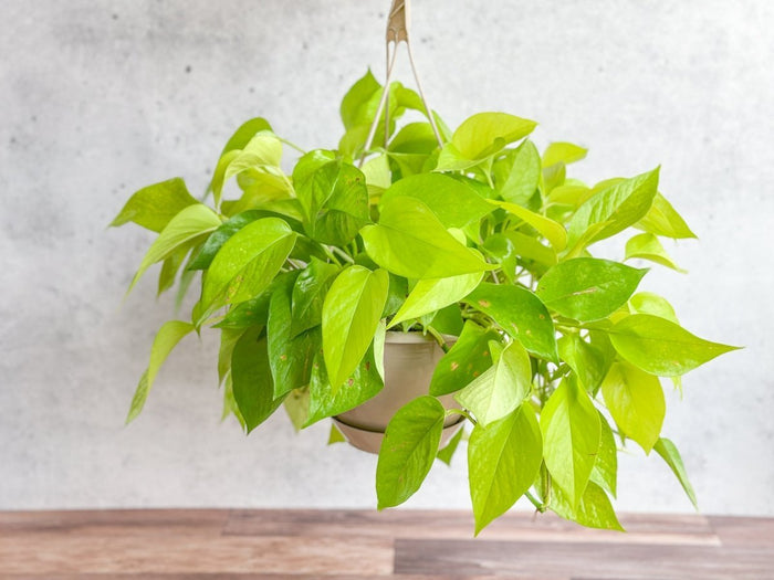 8" Hanging Basket