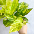 Epipremnum Aureum 'Neon Queen' Pothos - Various Sizes - Ed's Plant Shop