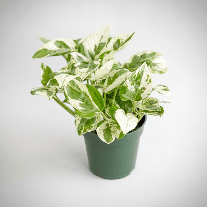 A variegated pothos pearls and jade with green and white leaves in a dark green plastic pot, photographed against a clean light gray studio background.