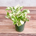 Pearls and Jade Pothos trailing vines with white-edged variegation on green foliage