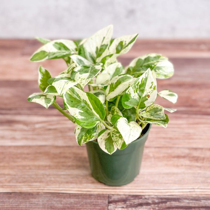 Pearls and Jade Pothos trailing vines with white-edged variegation on green foliage