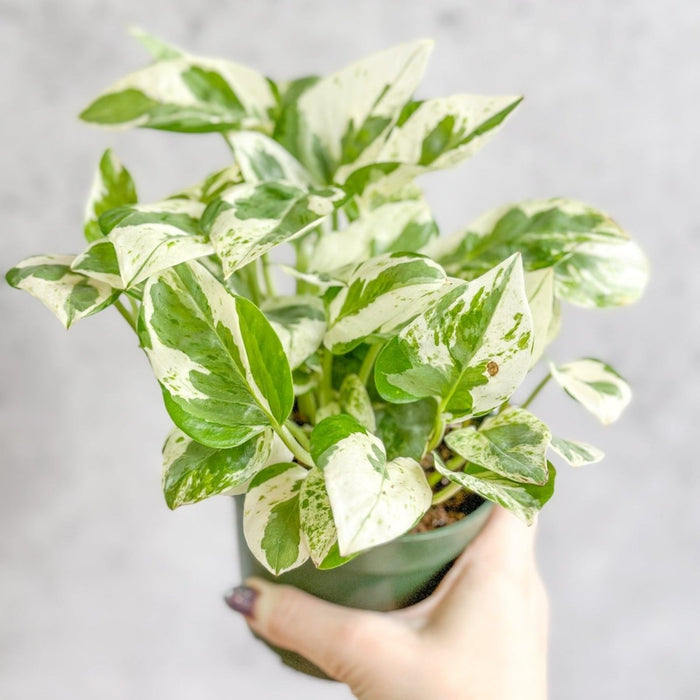 Close-up of Pearls and Jade Pothos leaf showing cream, white, and green marbled variegation