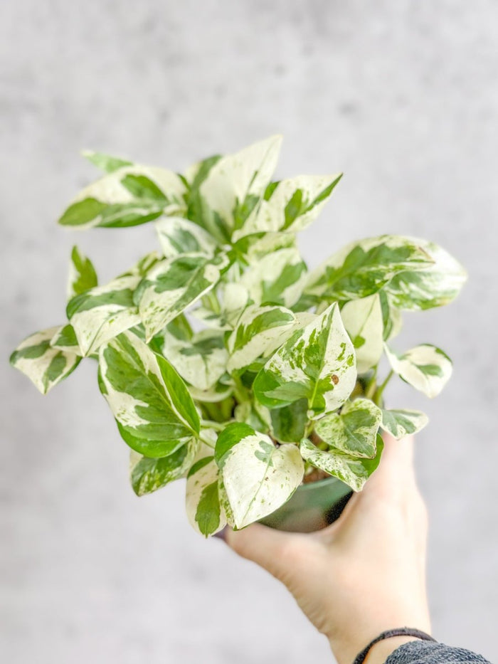Top-down view of Pearls and Jade Pothos highlighting white and jade marbled leaf pattern