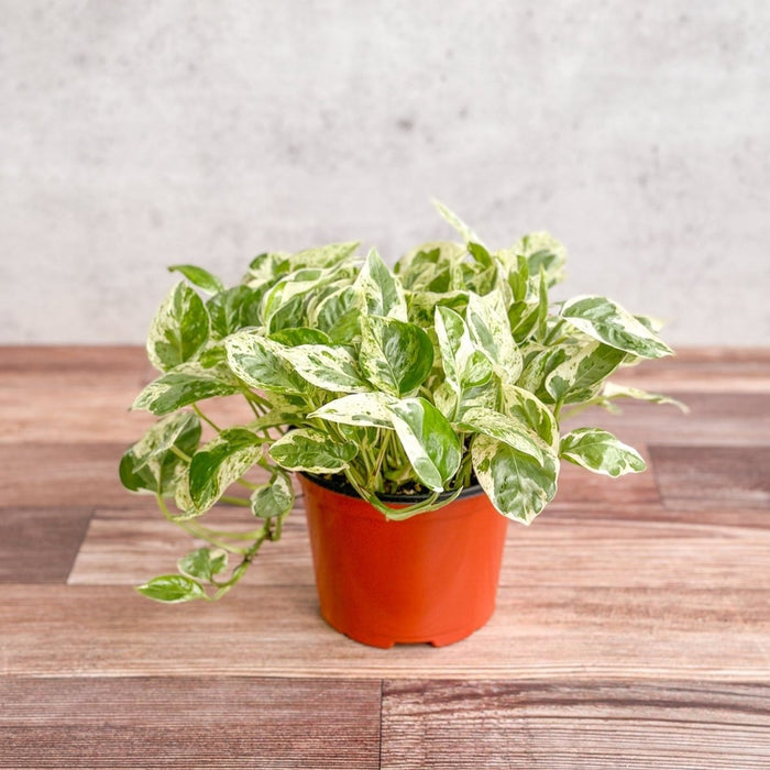Pearls and Jade Pothos 4-inch nursery pot — fuller, more established trailing plant