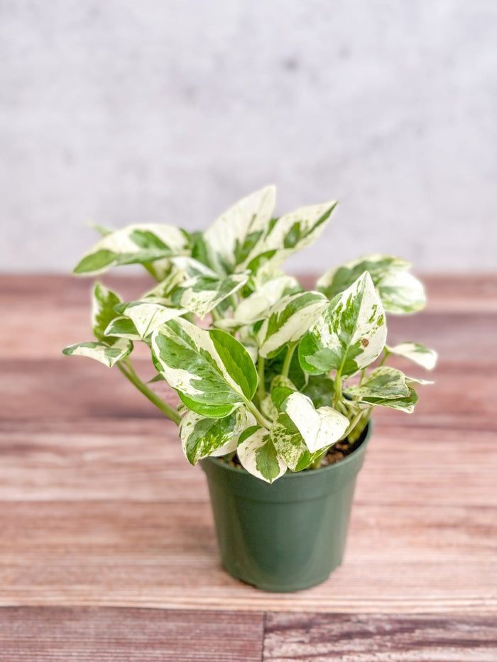 Pearls and Jade Pothos 4-inch nursery pot — fuller, more established trailing plant