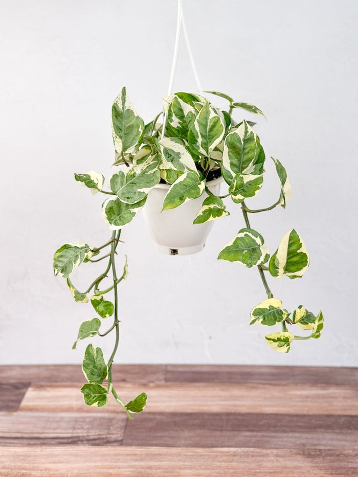 Pearls and Jade Pothos vines cascading from a shelf — trailing indoor houseplant display