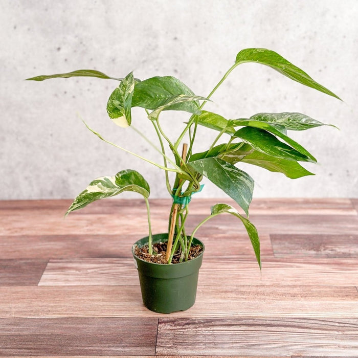 Epipremnum pinnatum albo - Rare Variegated Pothos - Ed's Plant Shop