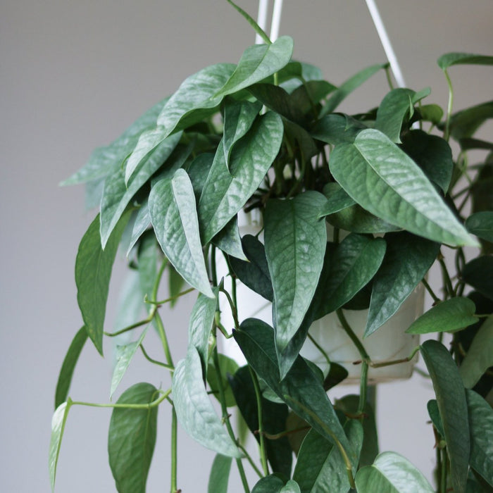 Cebu Blue Pothos in a hanging basket showing elongated silver-blue leaves