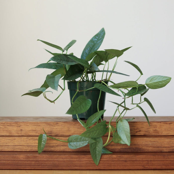 Cebu Blue Pothos 6-inch hanging basket with trailing silver-blue vines