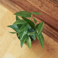Cebu Blue Pothos in a 4-inch nursery pot — top-down view showing young plant