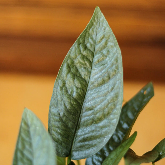 Close-up of Cebu Blue Pothos leaves showing silver-blue sheen and elongated shape