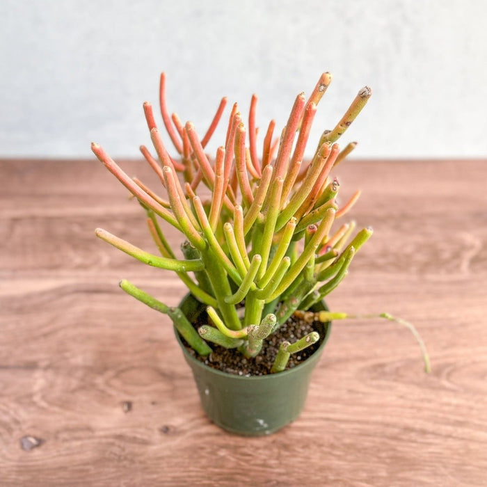 Euphorbia tirucalli - Firestick Cactus - Red Blaze - Various Sizes - Ed's Plant Shop