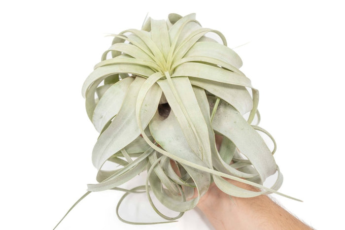 Hand holding large Tillandsia xerographica showing silvery curved leaves and rosette shape.