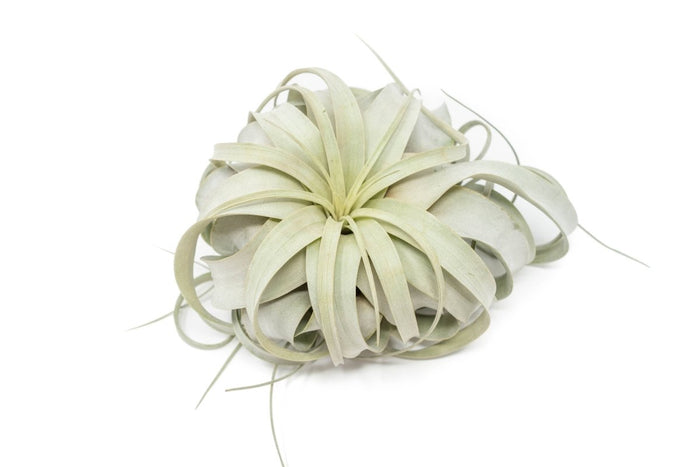 Large Tillandsia xerographica air plant resting on white surface with curled gray-green leaves.