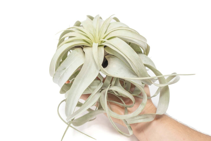 Top view of Tillandsia xerographica with spiraling pale green leaves arranged in a rosette.