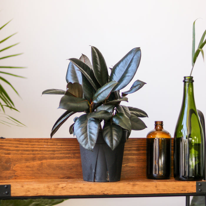 Burgundy Rubber Plant with dark glossy leaves