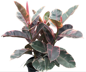 Potted  Ficus Ruby plant with variegated leaves on a white background