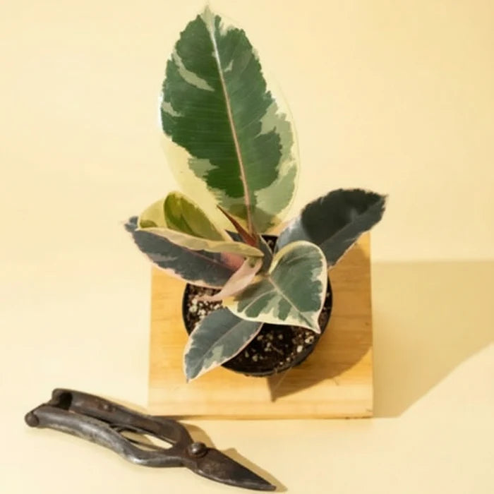 Ficus Tineke Small Plant
