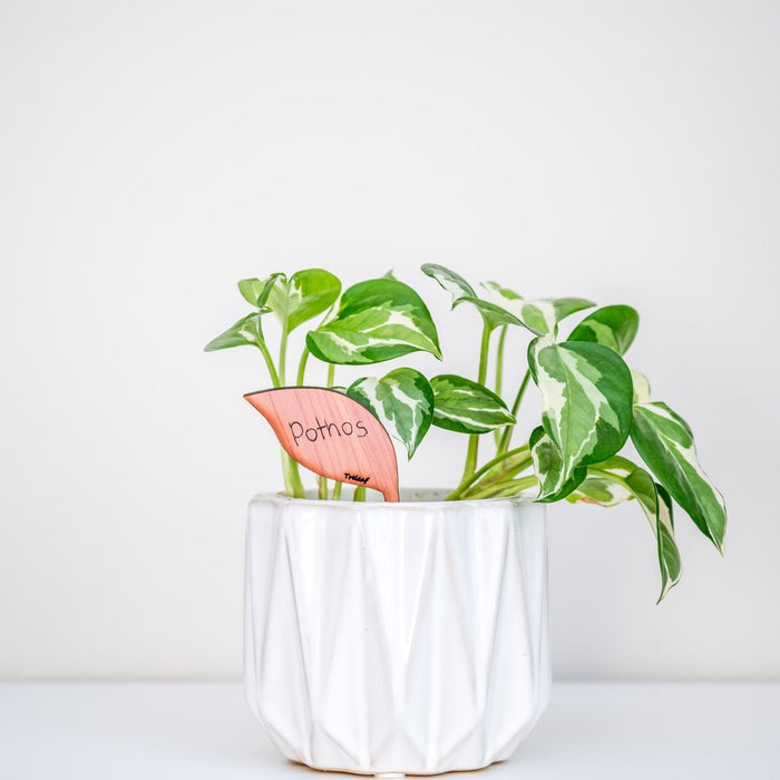 Folia – Wooden Leaf - Shaped Plant Tags (Set of 12) - Ed's Plant Shop