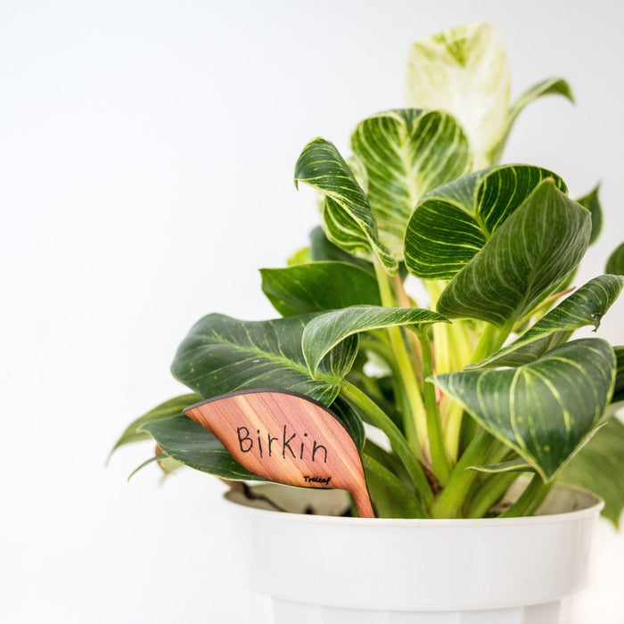 Folia – Wooden Leaf - Shaped Plant Tags (Set of 12) - Ed's Plant Shop