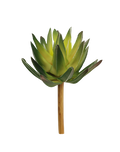 Forest Green Haworthia